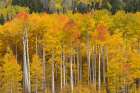 USA-Colorado-Uncompahgre National Forest Aspen trees in autumn colors Art Print